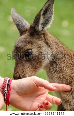 Young kangaroo in Australia sniffing on a hand of a girl or young woman