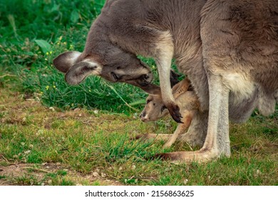 A Young Kangaroo Inside The Pouch Of Its Mother