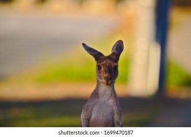 A Young Kangaroo Joey Taken At Dusk In Mandurah, Western Australia