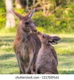 Young Kangaroo Kisses Mother Two Wallaby Stock Photo 1217039161 ...