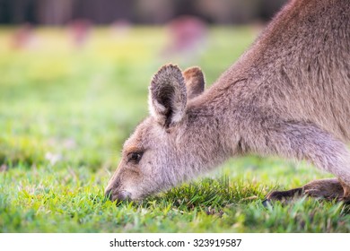 Young Kangaroo On Central Coast Of Australia. Close Up Of Head A