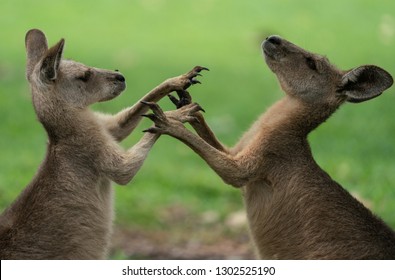 Young Kangaroos play fighting
