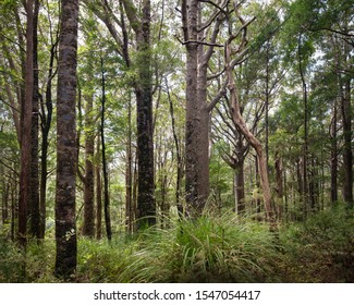 Young Kauri Trees On The Cape Brett Track, Russell, Bay Of Island