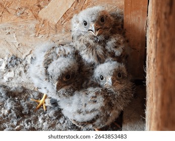 young kestrel chicks sitting in their nest