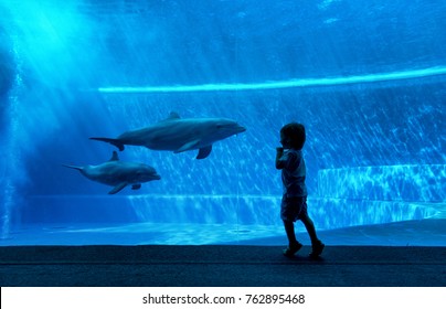 Young Kid Looking At Doplhins Swimming In An Aquarium