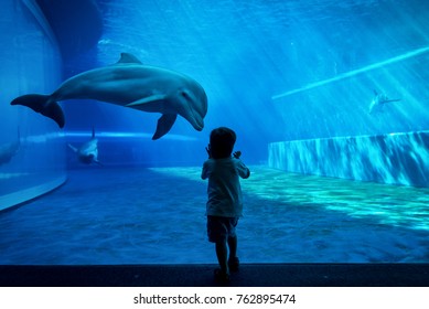 Young Kid Looking At Doplhins Swimming In An Aquarium