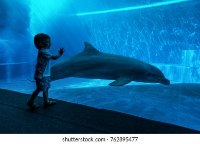 Young kid looking at doplhins swimming in an aquarium - Powered by Shutterstock