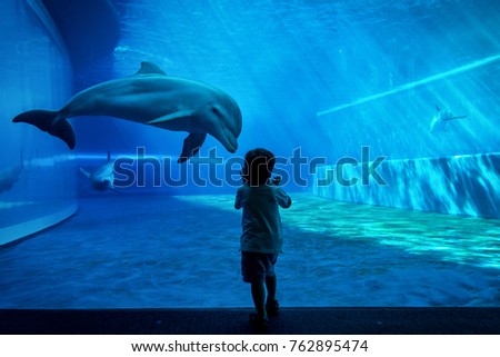 Young kid looking at doplhins swimming in an aquarium