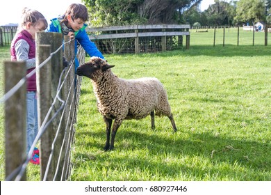 Young Kids Taking Care Of Animals On A Farm