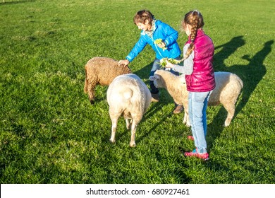 Young Kids Taking Care Of Animals On A Farm