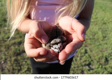 Young Killdeer Held in Trusting Hands