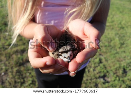 Young Killdeer Held in Trusting Hands