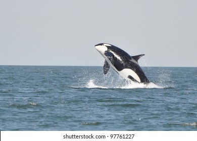 A young killer whale breaches in the Strait of Georgia near Vancouver, BC.