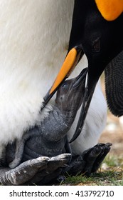 Young King Penguin Begging Food Beside Adult Parent, Falkland Islands. Baby Of Penguin Under The Parent, Wildlife Scene From Antarctica.