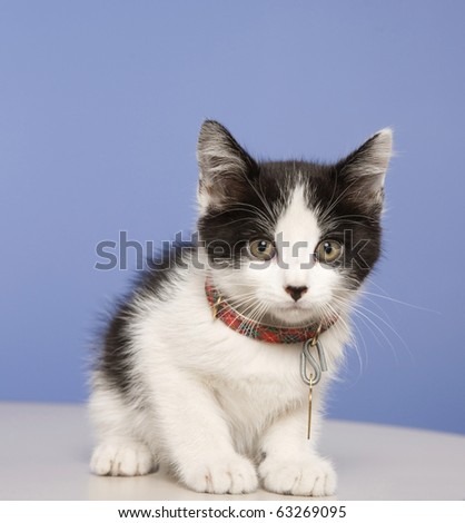 Young kitten in a foster program until he's old enough for adoption.  About 5-6 weeks old here.