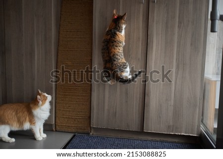Young kitten is playing with laser pointer image.