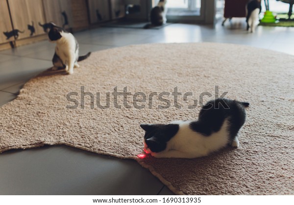 cats laser pointer stairs clipart