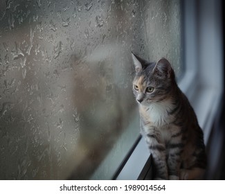 A Young Kitten Staring Out Through A Rainy Window