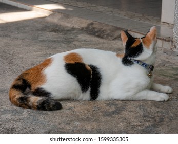 Young Kitty Portrait Stock Photo 1599335305 | Shutterstock