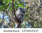 The young koala bear rest sleeping on tree in daytime. Australia.