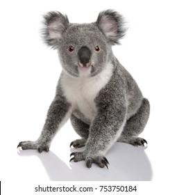 Young koala, Phascolarctos cinereus, 14 months old, sitting in front of white background