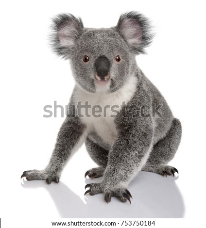 Young koala, Phascolarctos cinereus, 14 months old, sitting in front of white background