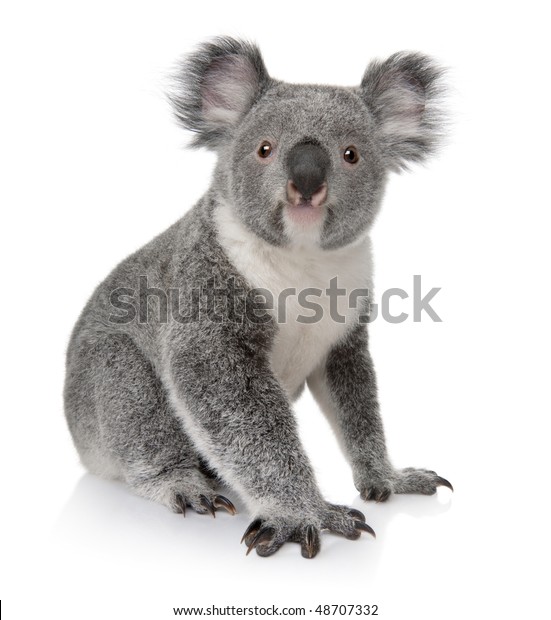 Young Koala Phascolarctos Cinereus 14 Months Stock Photo 48707332 ...