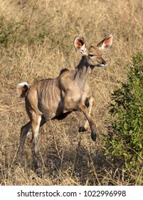 Young Kudu Running In The Grass