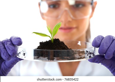 Young Lab Assistant Holds Small Flat Dish With Soil And Plant, Wears Violet Gloves, Isolated On White