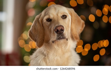 Young Lab Dog In Front Of Christmas Lights