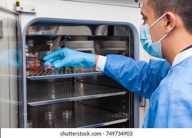 Young Laboratory Researcher Introducing A Petri Dish Into An Incubator