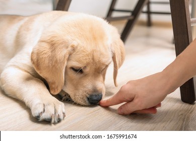 Young Labrador Dog Sniffing At Human Hands