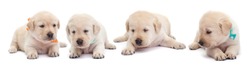 Young Labrador Puppies With Colorful Scarves Lying On White Background - Resting, Isolated