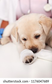 Young Labrador Puppy With Bandage On Its Leg At The Veterinary Doctor - Chewing On The Gauze Strip,shallow Depth