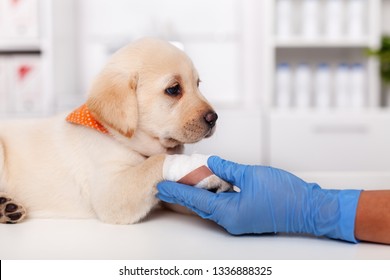 Young labrador puppy dog resting its injured and bandaged paw in the animal healthcare professional hand - lying on the examination table at the veterinary doctor office