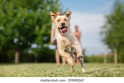 Young Labrador Retriever Dog In Run