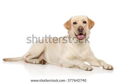 Young Labrador retriever lying on a white background