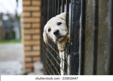 Young Labrador retriever puppy - Powered by Shutterstock