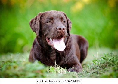 Young Labrador Retriever Puppy Smiling Stock Photo 109634858 | Shutterstock