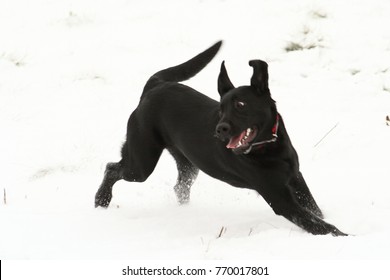 Young labrador retriever running on snow