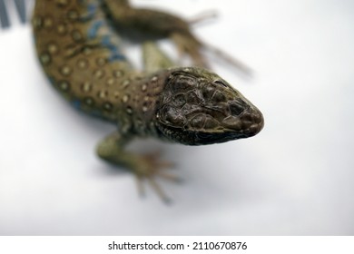                                Young Lacerta Lizard At Reptile Show