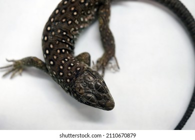                                Young Lacerta Lizard At Reptile Show