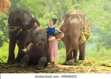 The Young Lady Is Feeding Some Grass To The Elephants.