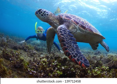 Young Lady Snorkeling And Diving On A Breath Hold By A Big Turtle