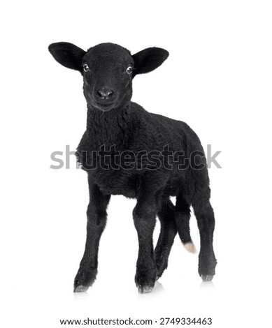 young lamb in front of white background
