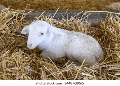 A young lamb is lying comfortably in a soft pile of hay. The fluffy white wool of the baby sheep contrasts with the golden hay surrounding it, creating a warm and cozy scene. - Powered by Shutterstock