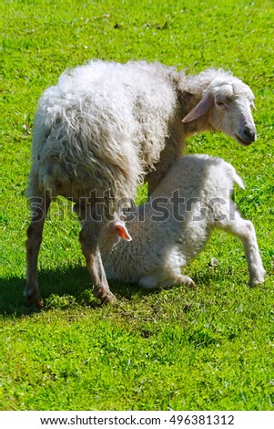 Similar – Schönes Lamm neben seiner Mutter