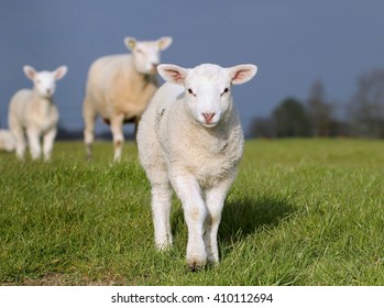 725 Lambkin Images, Stock Photos & Vectors | Shutterstock