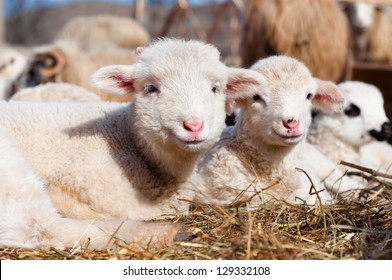 young lambs smiling and looking at camera while eating and sleeping