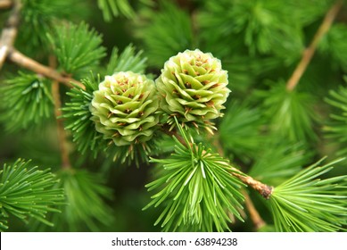 Young Larch Cone, Larch Tree